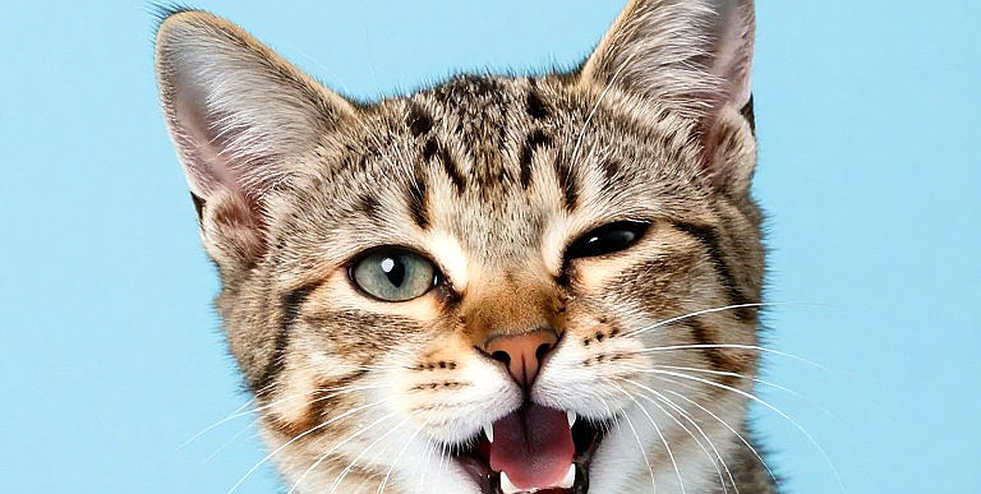 Khi bản tin thể thao không có gì để nói: Nghệ thuật im lặng đúng lúc của nhà báo dữ liệu
